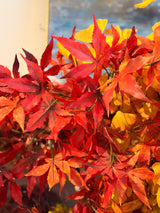 Mini Maple Leaf Spray