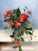 UV Protect Coral Impatiens Hanging Bush