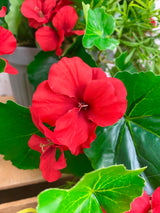 15" UV Protect Red Draping Geranium Pot-filler