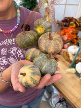 Pumpkin Patch Bag of 6