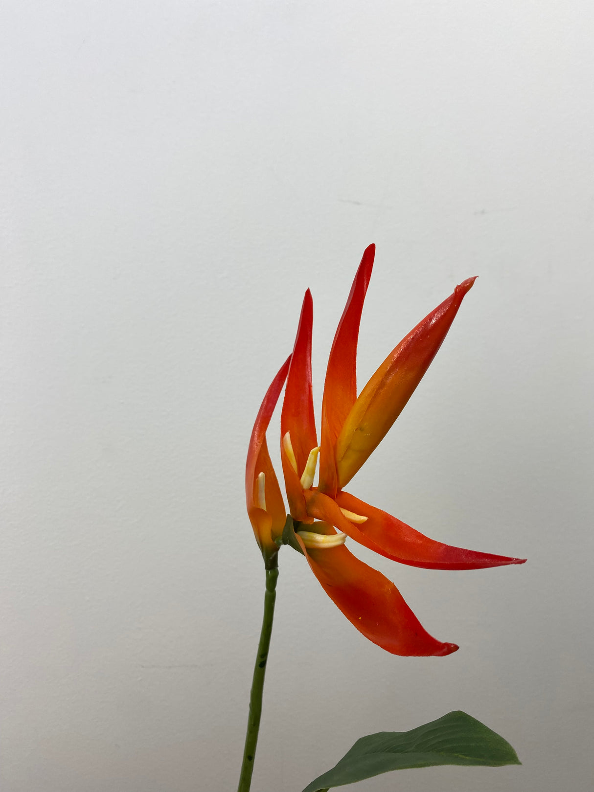 Orange Mini Heliconia Spray