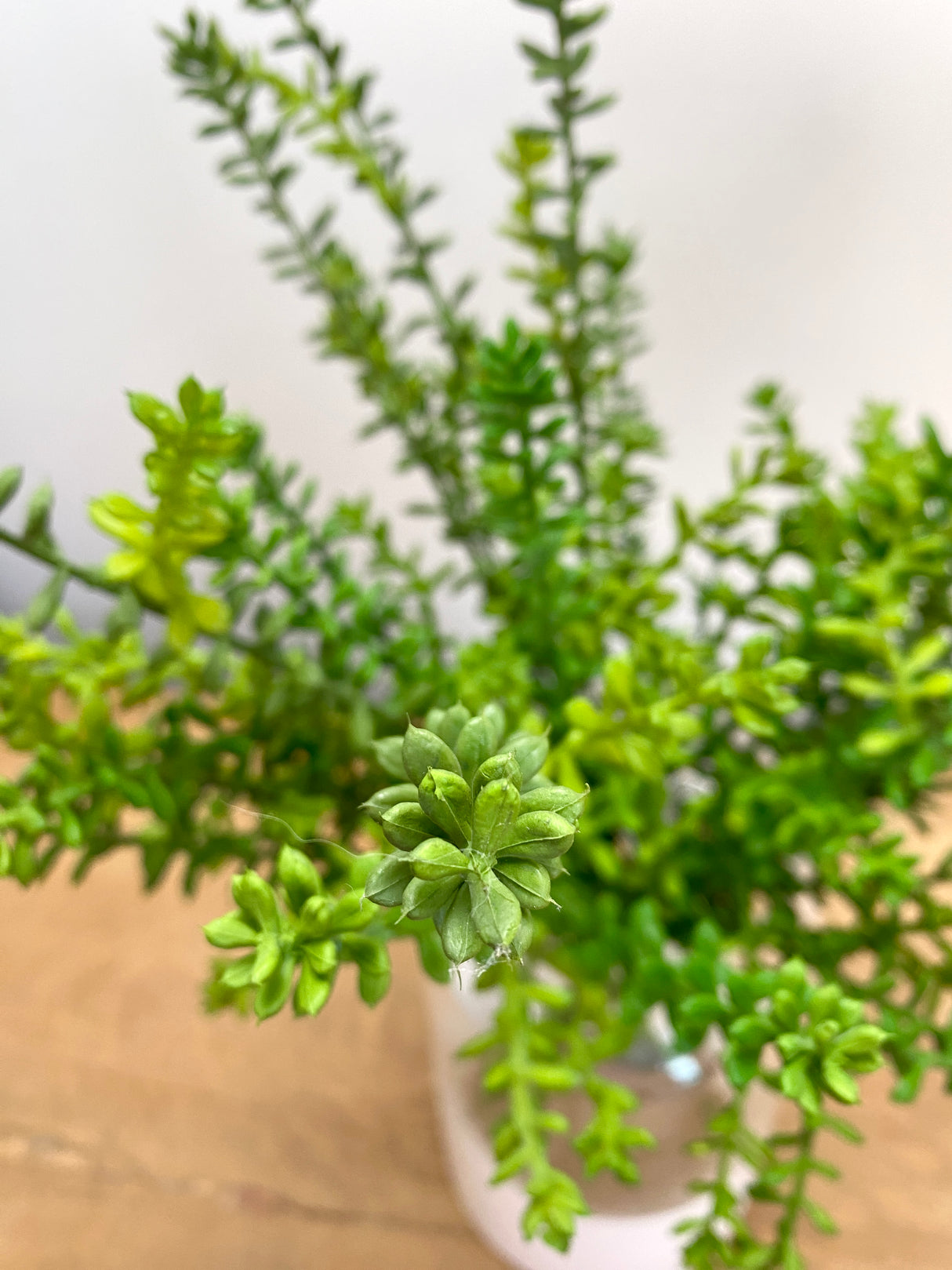 Green Journey Sedum Spray