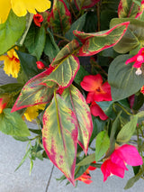 35" UV Protect Jungle Love Porch Pot