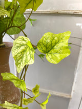 47" Butterfly Whisper Drop-In