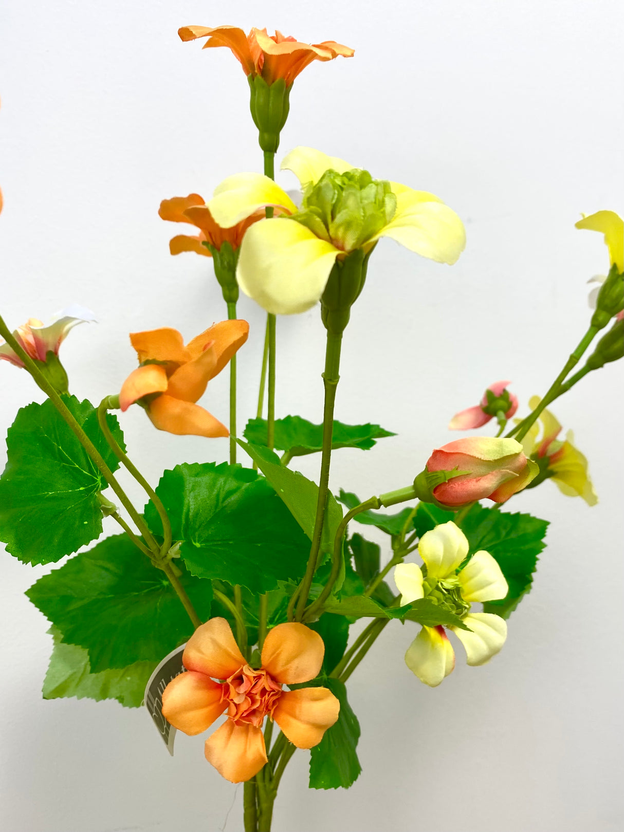 Yellow Mixed Nasturtium Bundle