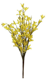 Jen Yellow Forsythia Bush