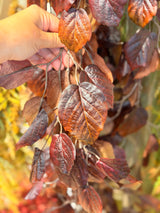 6' Deep Brown Beech Leaf Garland