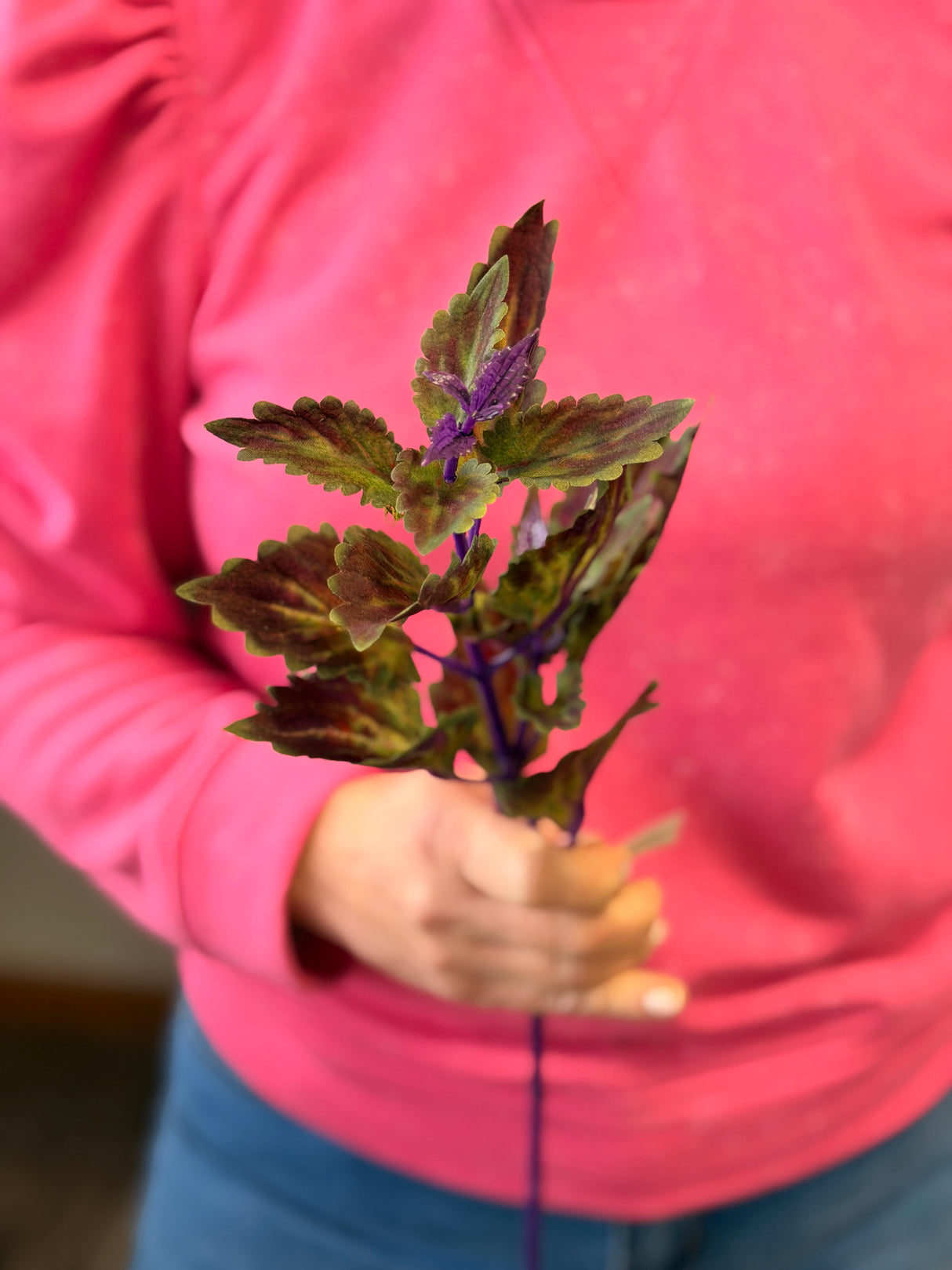 Hilo Purple Coleus Pick