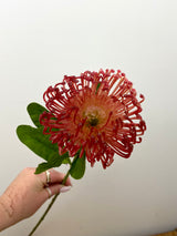 Red Open Needle Protea Spray