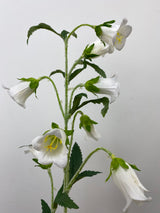 Cream Campanula Spray