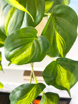 UV Protect Real Touch Philo Bush