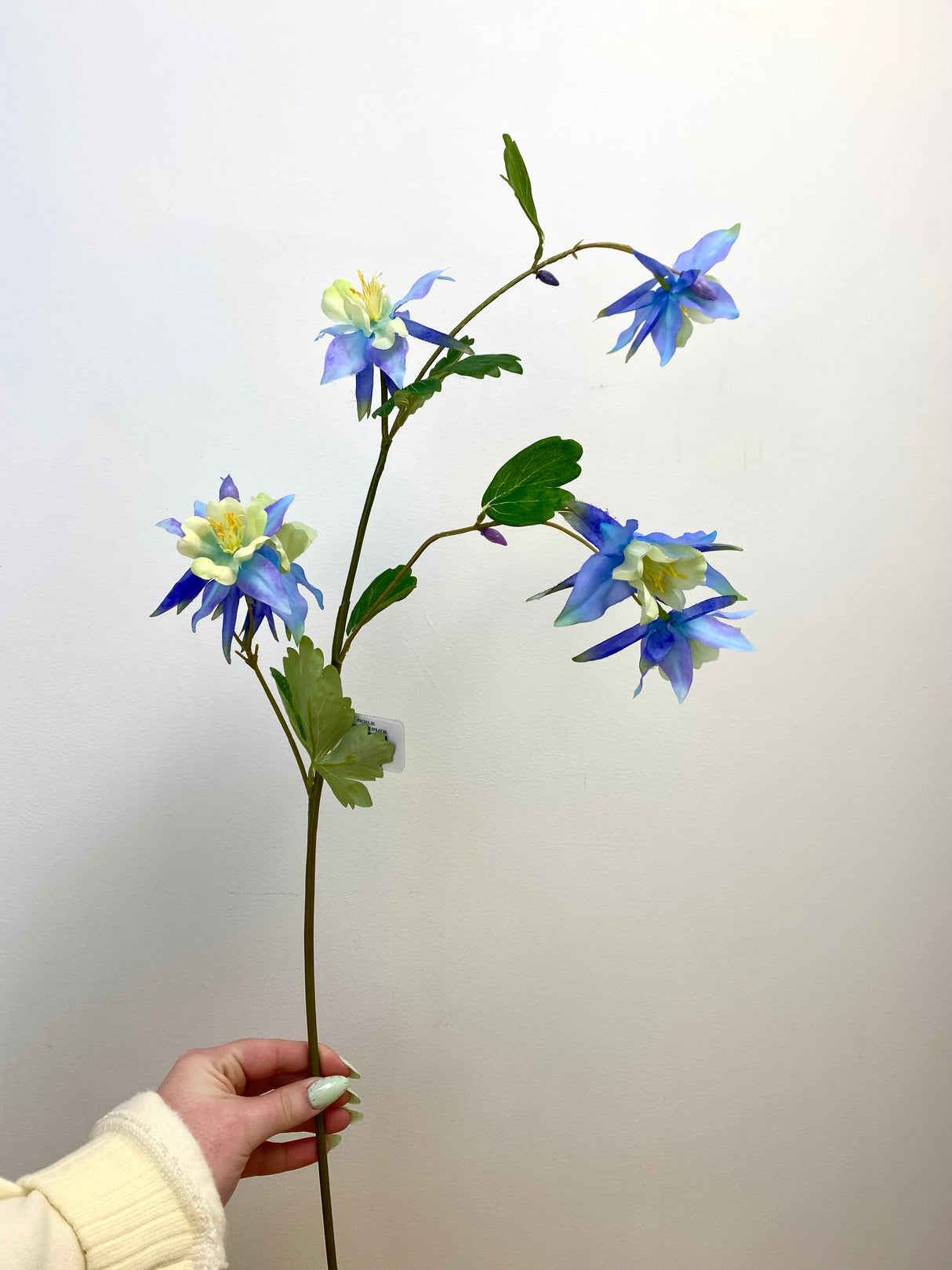 Blue Columbine Spray