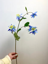 Blue Columbine Spray