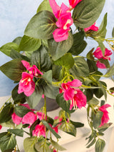 UV Protect Hanging Bougainvillea Bush