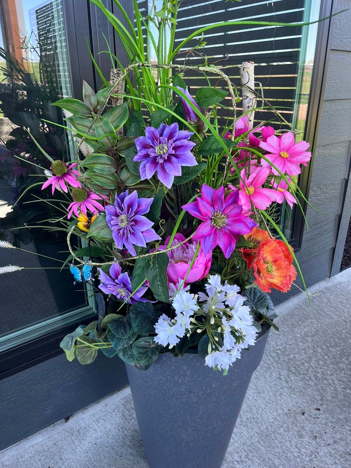 Dark Green Pepperomia Bush