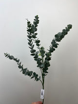 Eucalyptus Elegance Spray