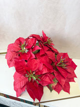 Holiday Red Poinsettia Bush