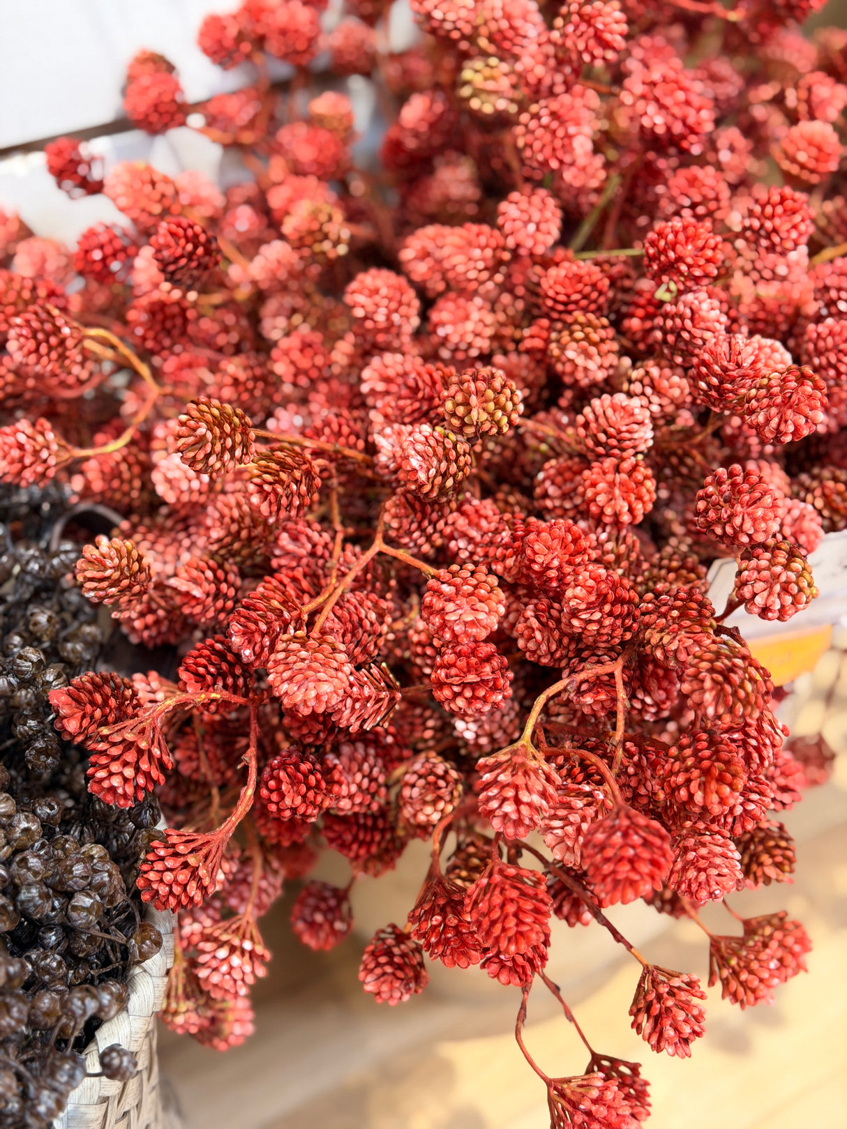 Russet Cone Bush