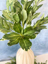 Pittosporum Spray