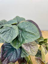 Dark Green Pepperomia Bush