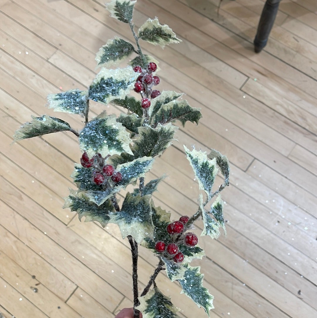 Iced Variegated Holly Spray