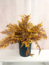 Liberty Fern Bush