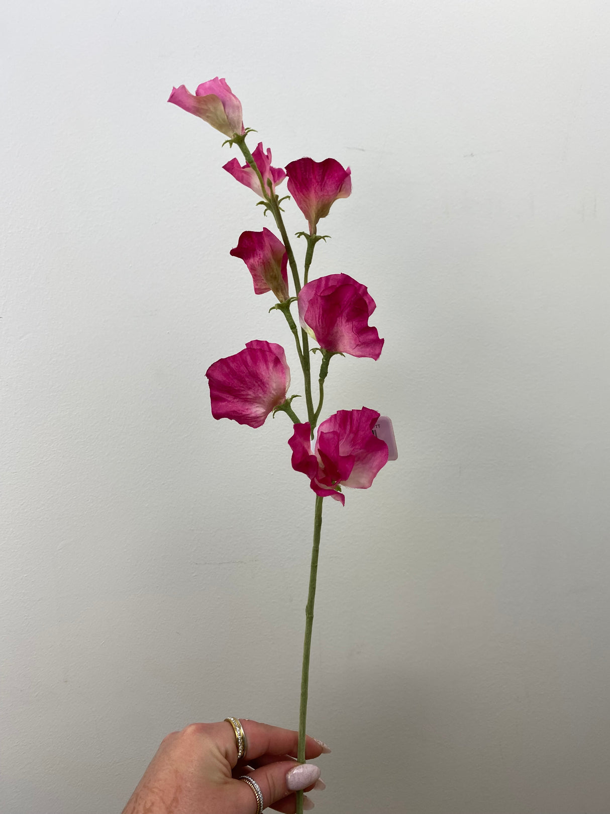 Fushcia Sweet Pea Spray