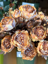 Coffee Harvest Peony