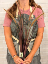 UV Protect Plum Fountain Plume Grass Spray
