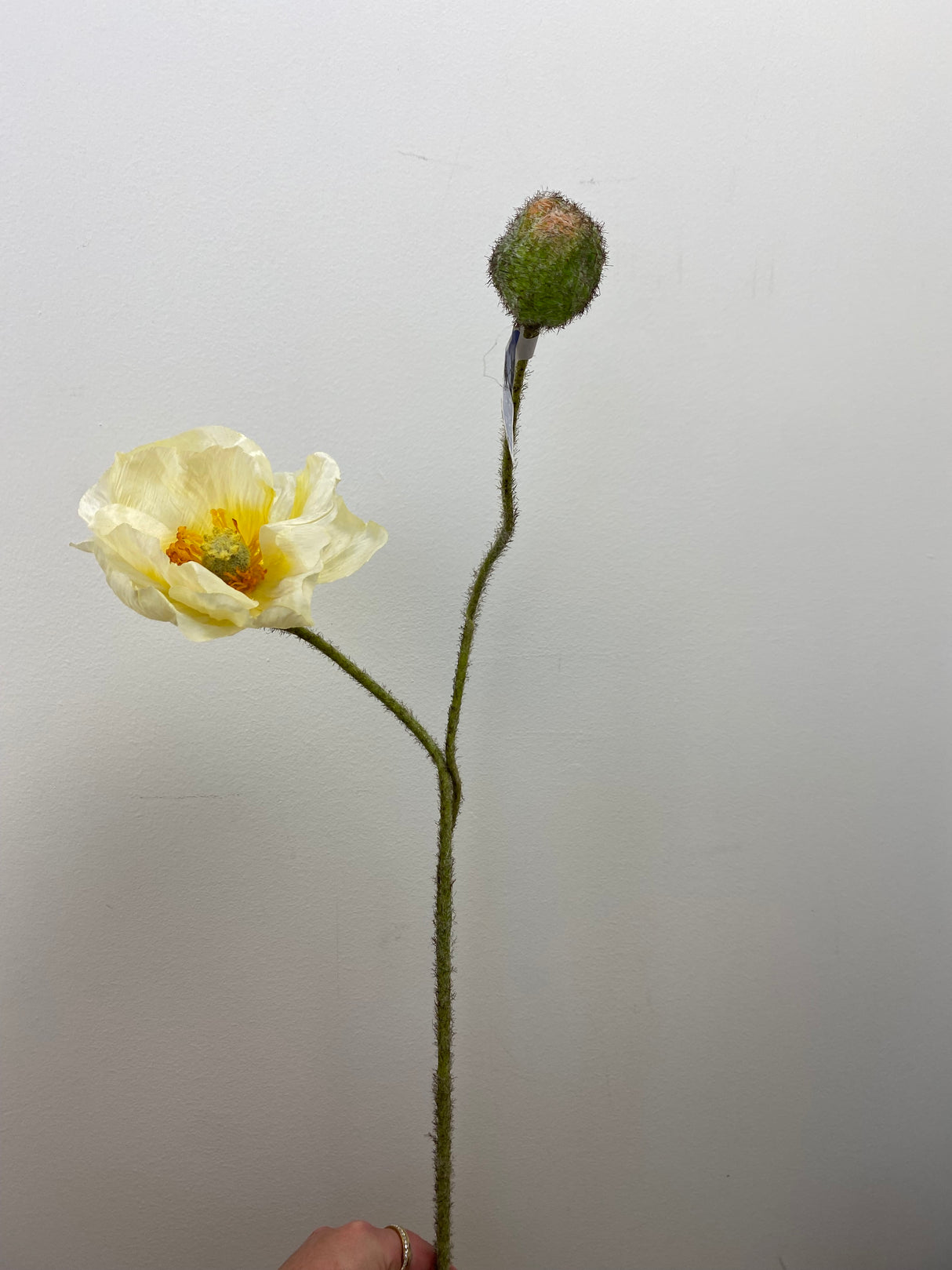 Cream Poppy Spray With Bud