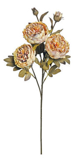 Coffee Harvest Peony