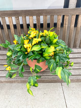 17" UV Protect Yellow Impatiens Pot Filler