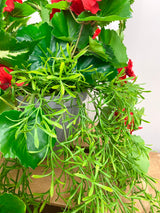 15" UV Protect Red Draping Geranium Pot-filler