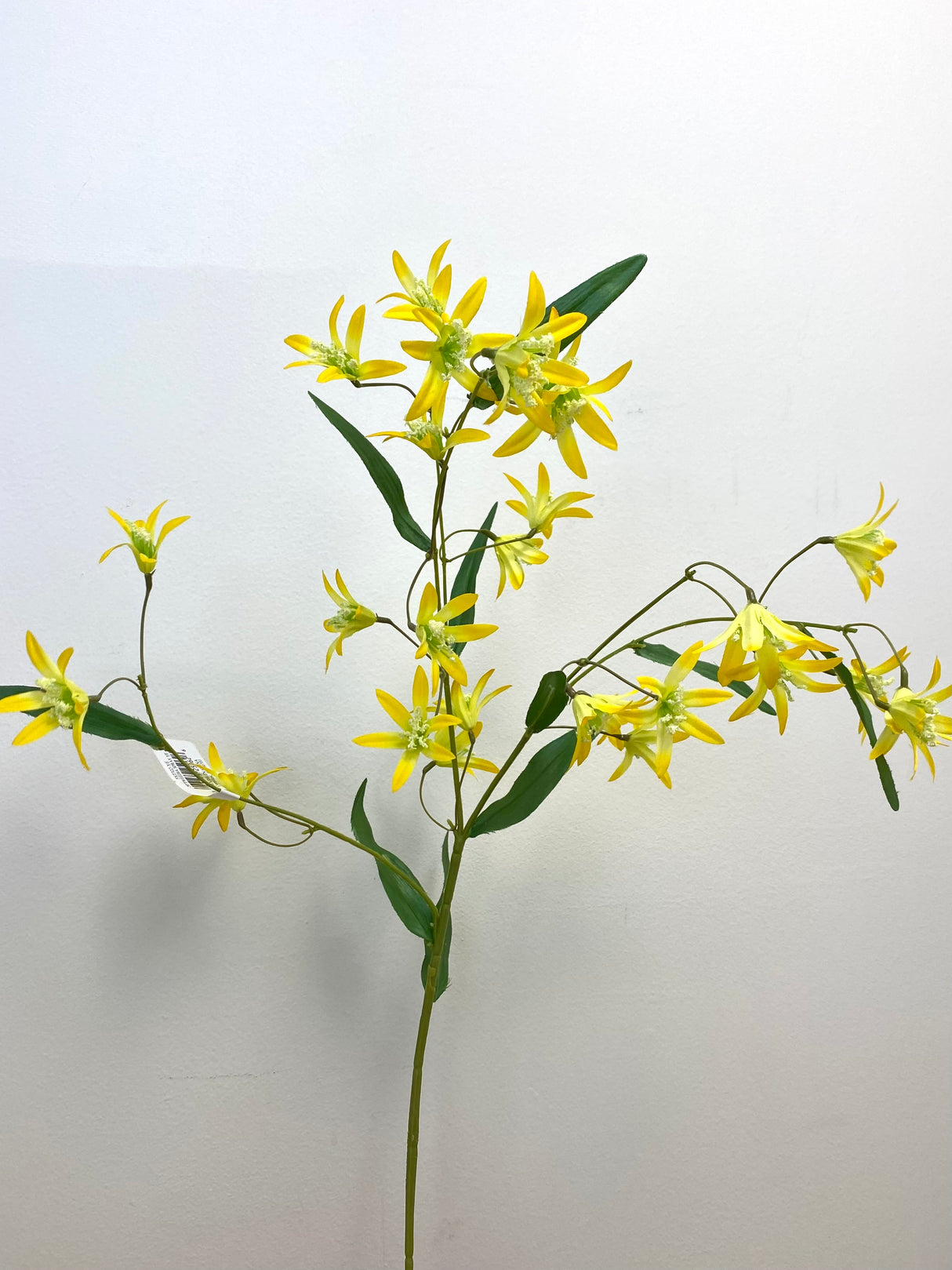Yellow Tweedia Spray