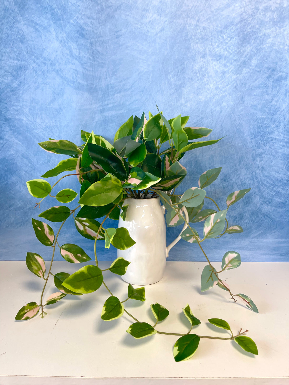 Blushing Hoya Hanging Bush