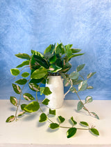 Blushing Hoya Hanging Bush