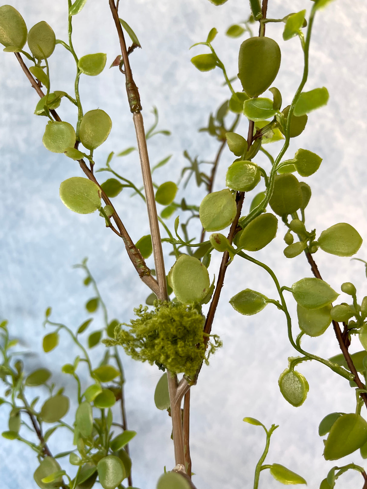 Mini Leaf Weedy Spray