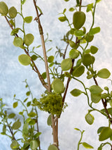 Mini Leaf Weedy Spray