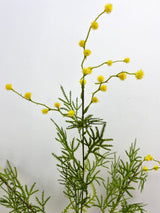 Yellow Mimosa Spray