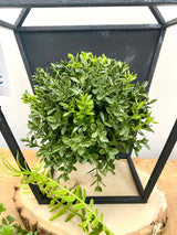 New England Boxwood Half Sphere
