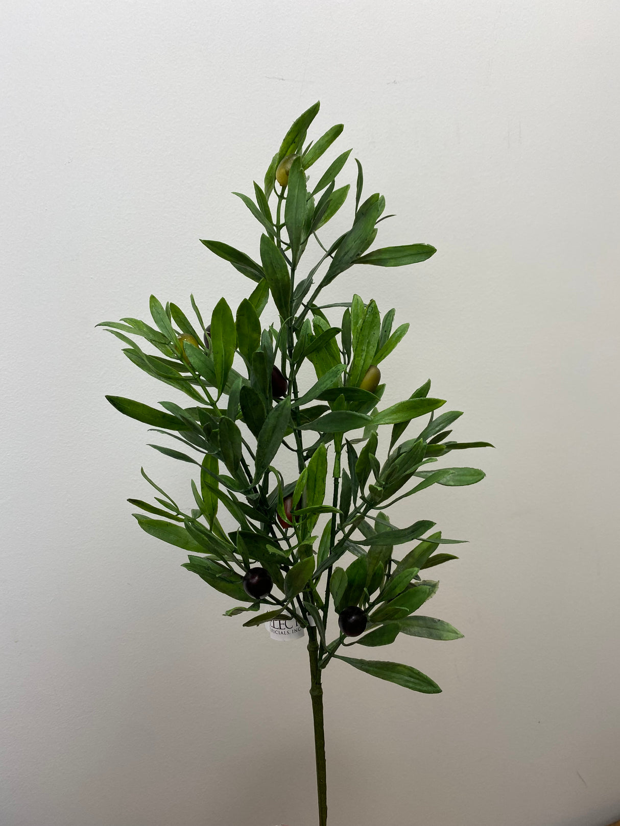 Mixed Olive Branch