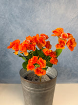 UV Protect Orange Begonia Bush