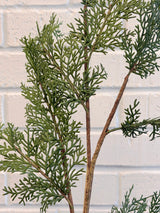 Green Eastern Cedar Spray