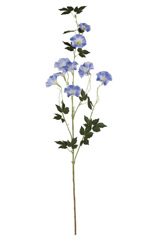 Blue Morning Glory Spray
