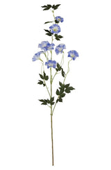 Blue Morning Glory Spray