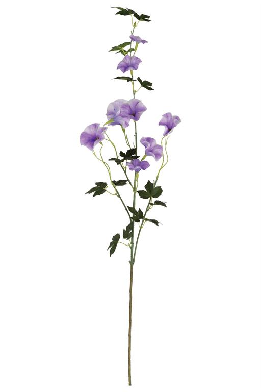Lavender Morning Glory Spray