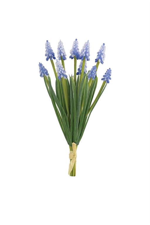 Blue Grape Hyacinth Bundle