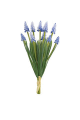 Blue Grape Hyacinth Bundle