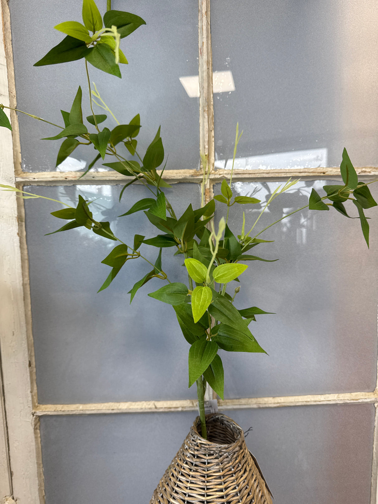 UV Protect Jasmine Vine Spray