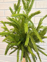 Real Touch Norfolk Pine Bundle
